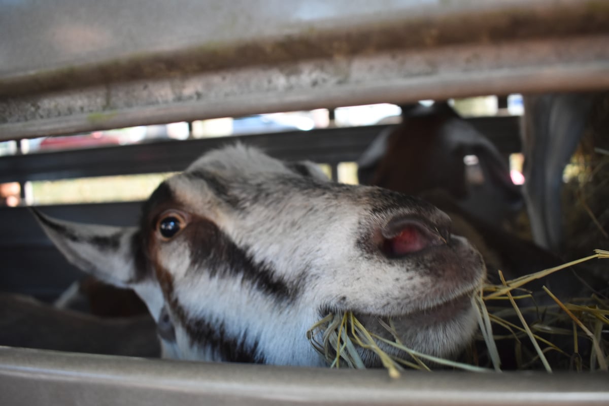 Riverside Park goats retire for the year after fifth summer of brush ...